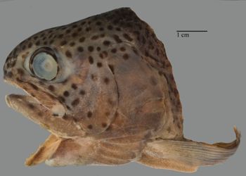Media type: image; Ichthyology 165411